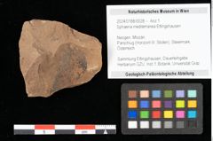 Foto (Objekt + Etikett) von Sphaeria mediterranea Ettingshausen (NHMW-GEO-2024-0188-0028)